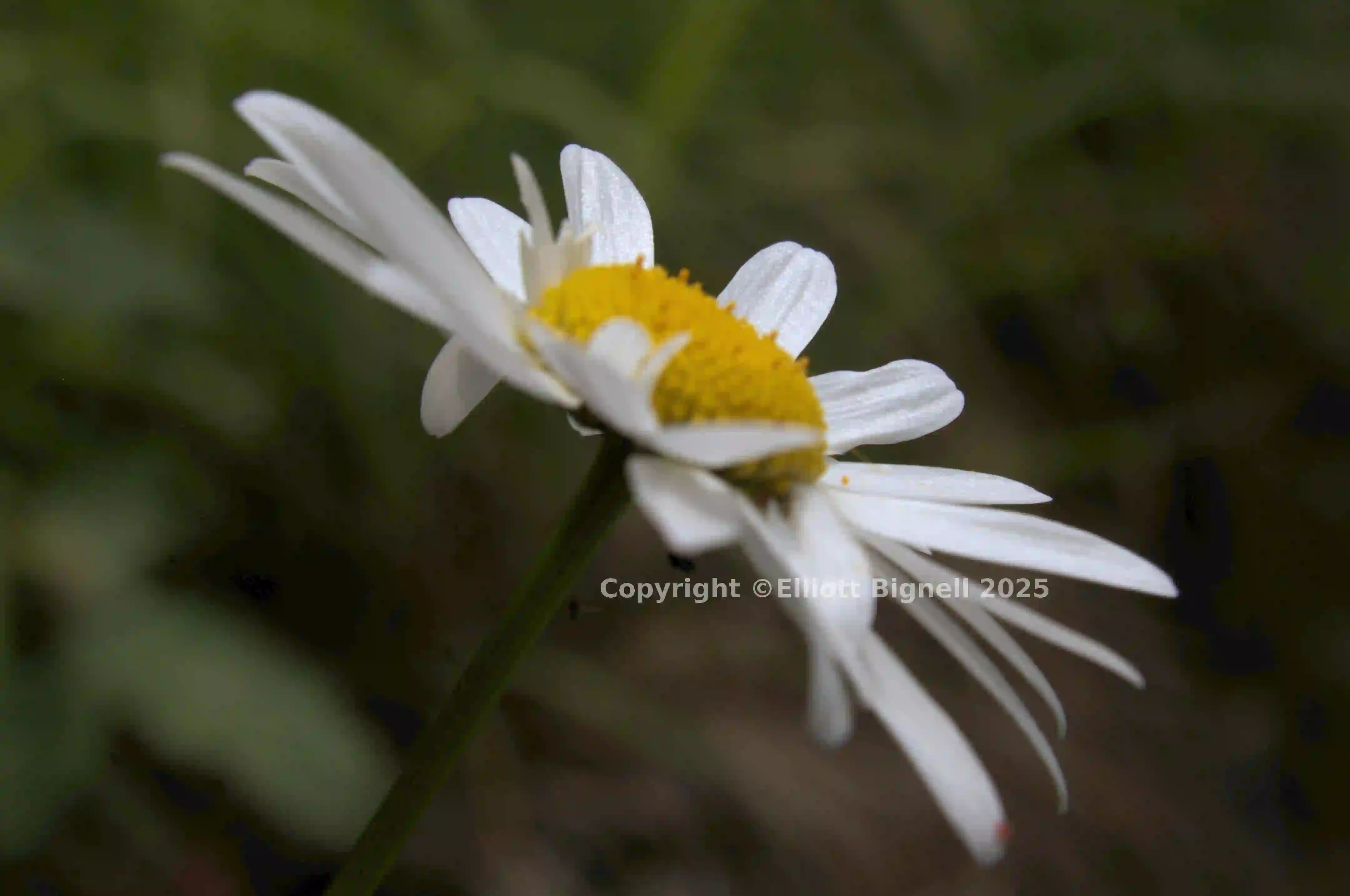 dsc_266439.jpg