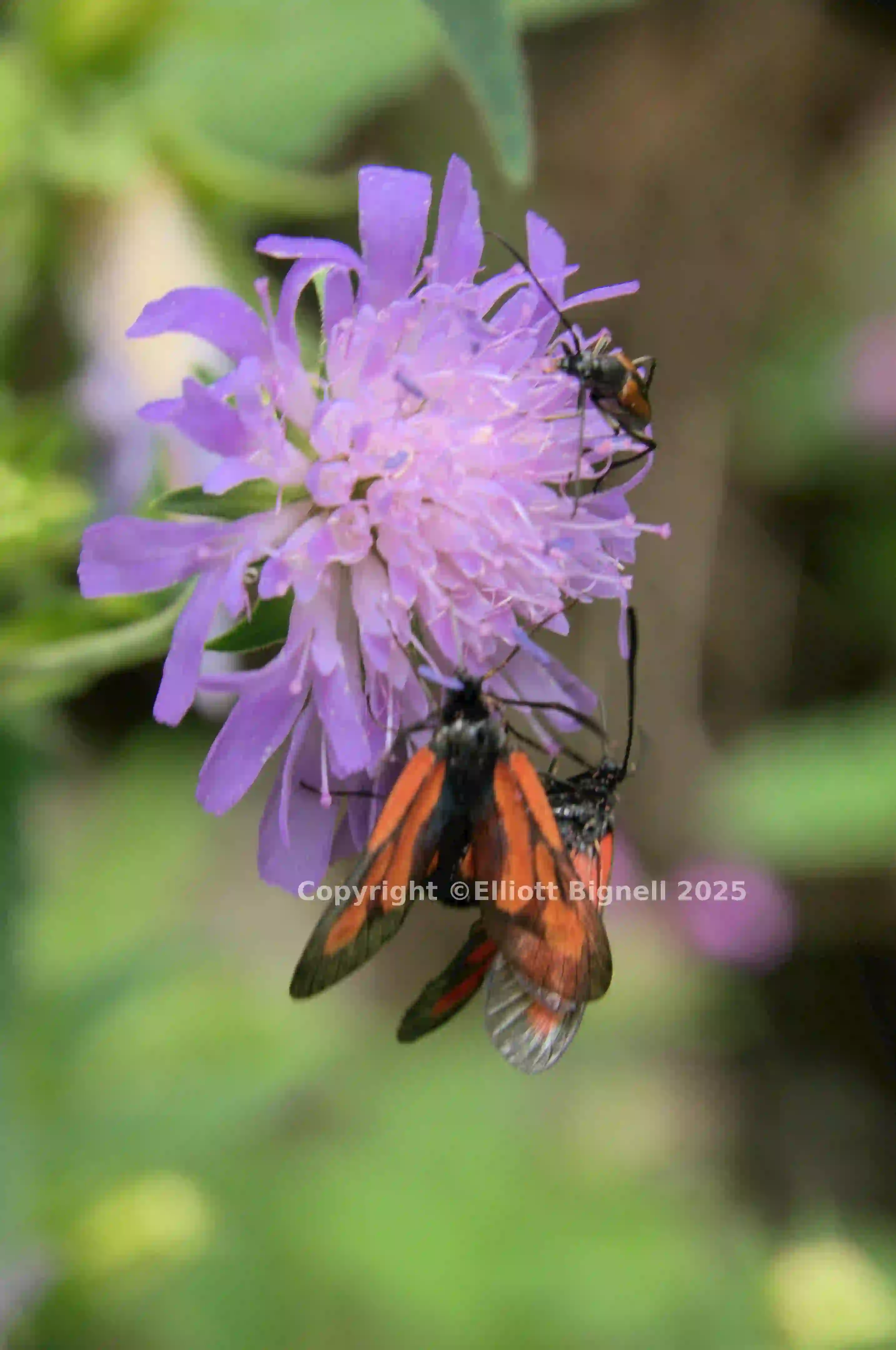 dsc_266488.jpg