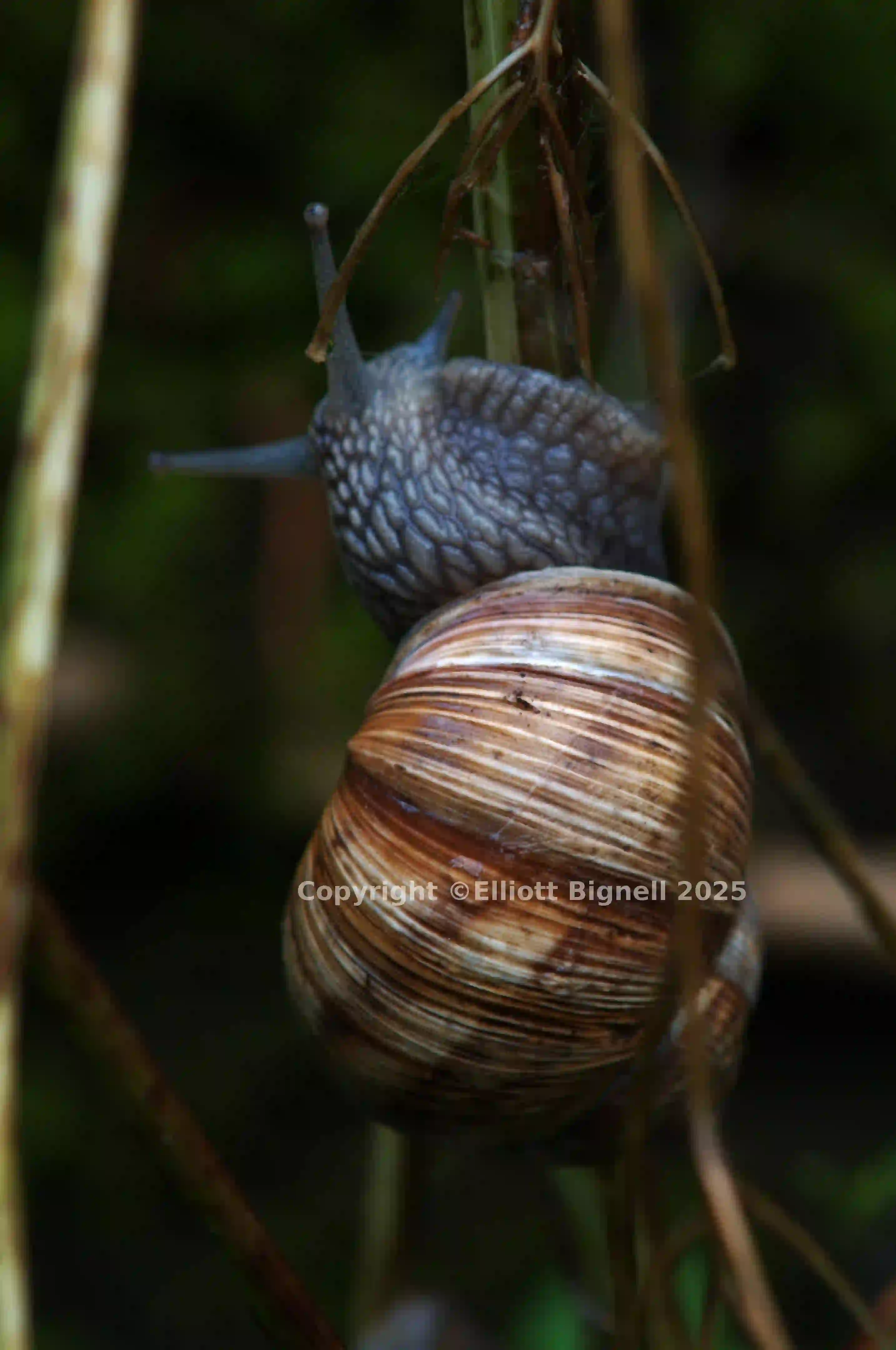 dsc_2867.jpg