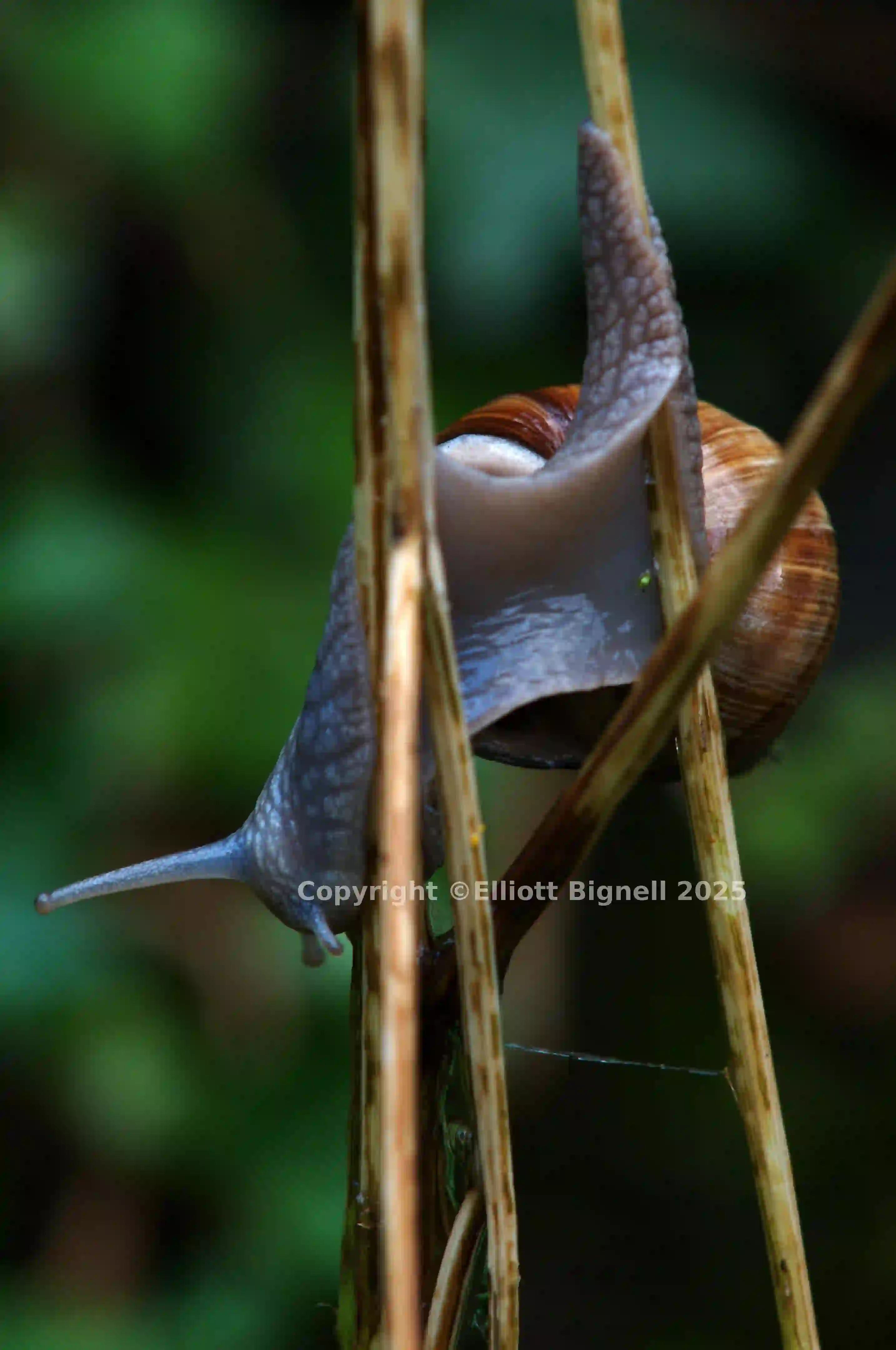 dsc_2871.jpg