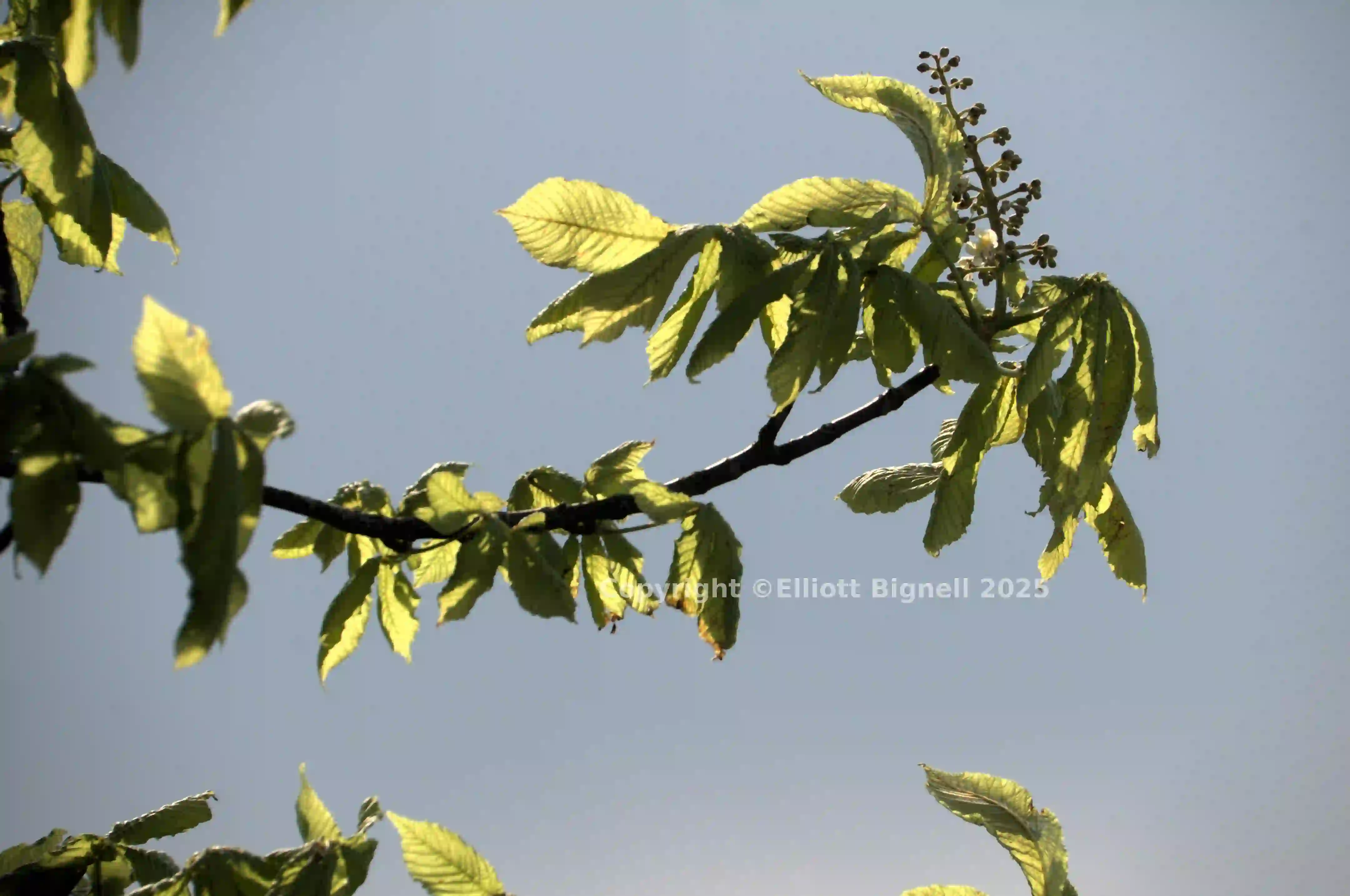 dsd_008678.jpg