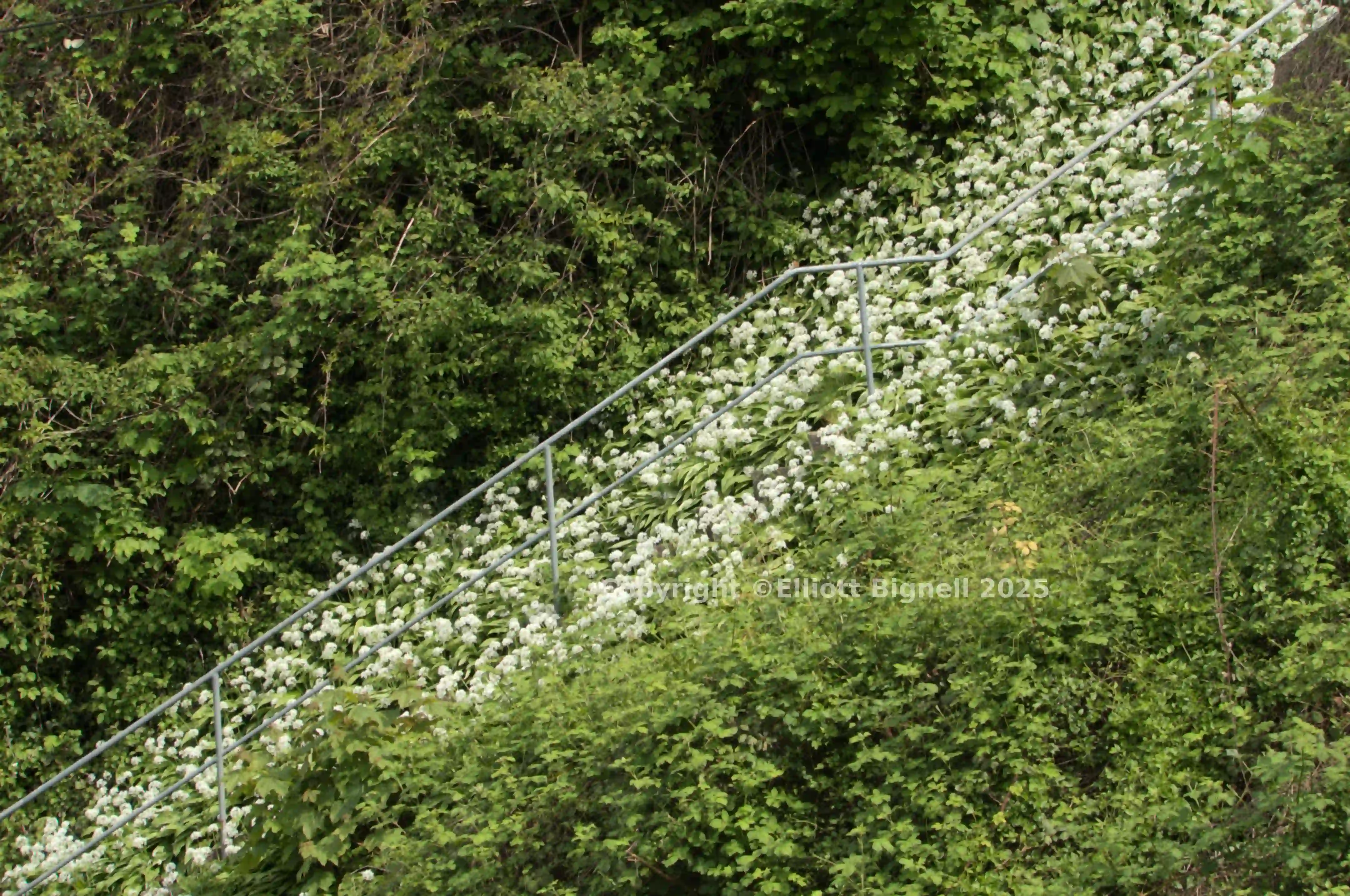 dsd_009671.jpg