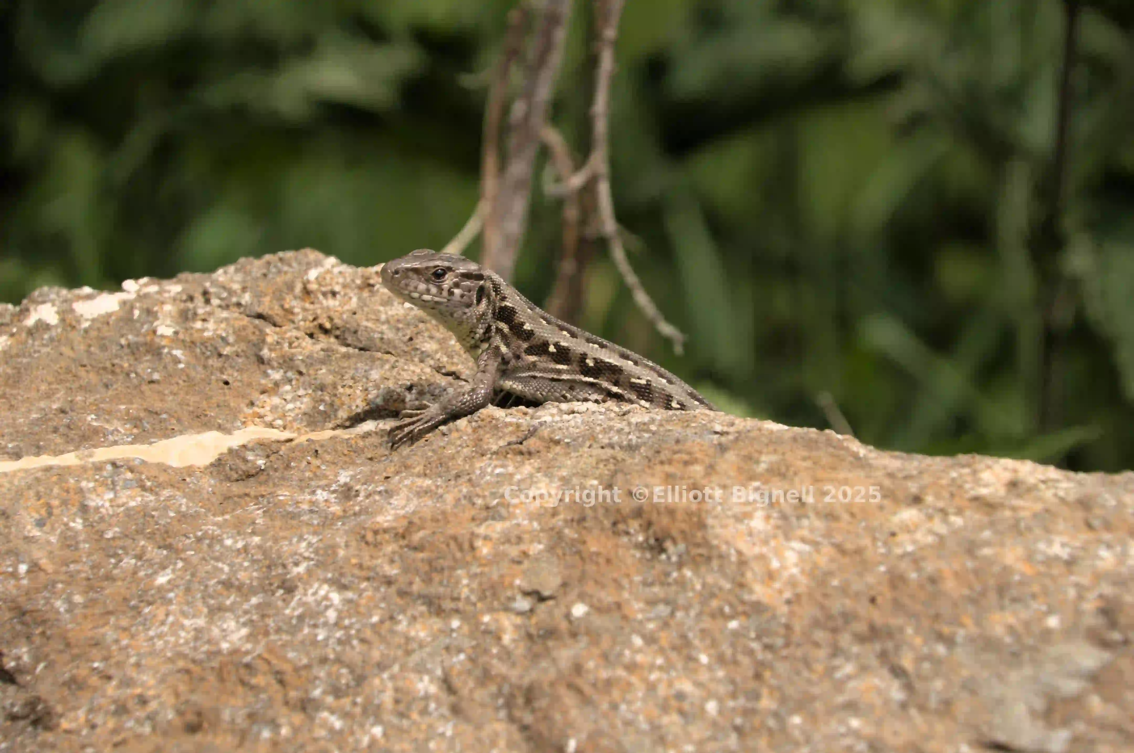 dsd_009680.jpg