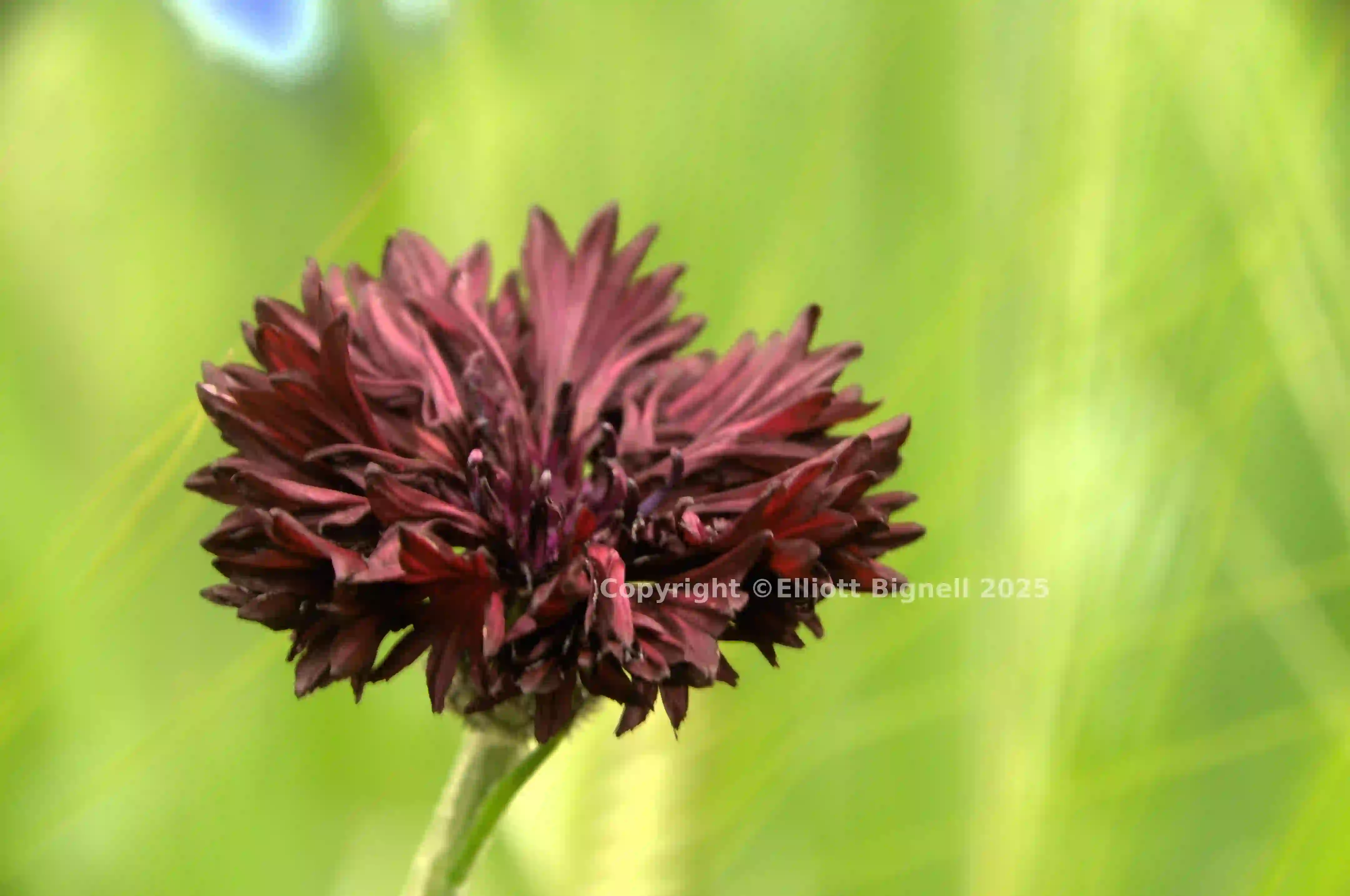 dsd_011229.jpg