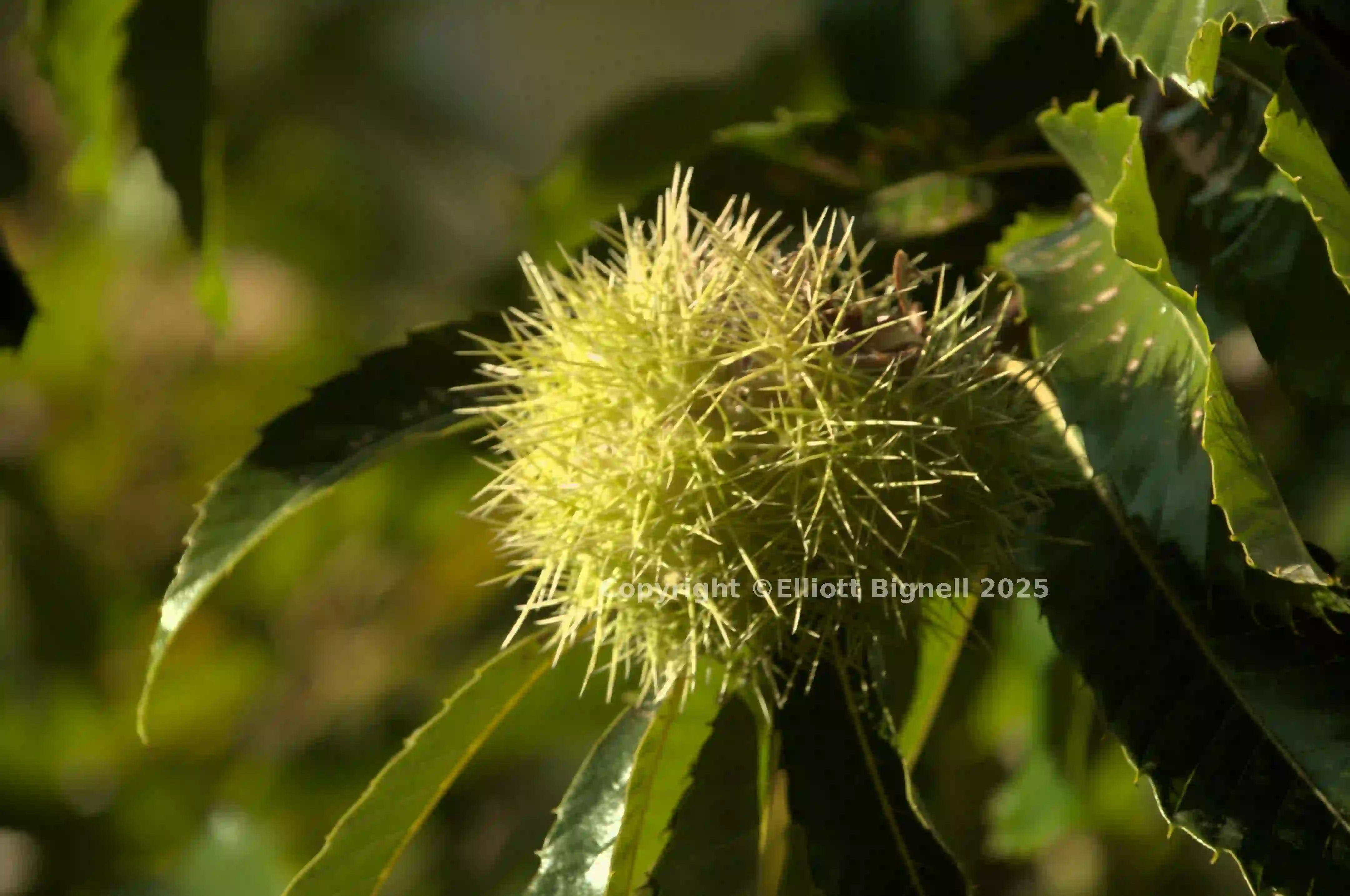 dsd_0628882.jpg