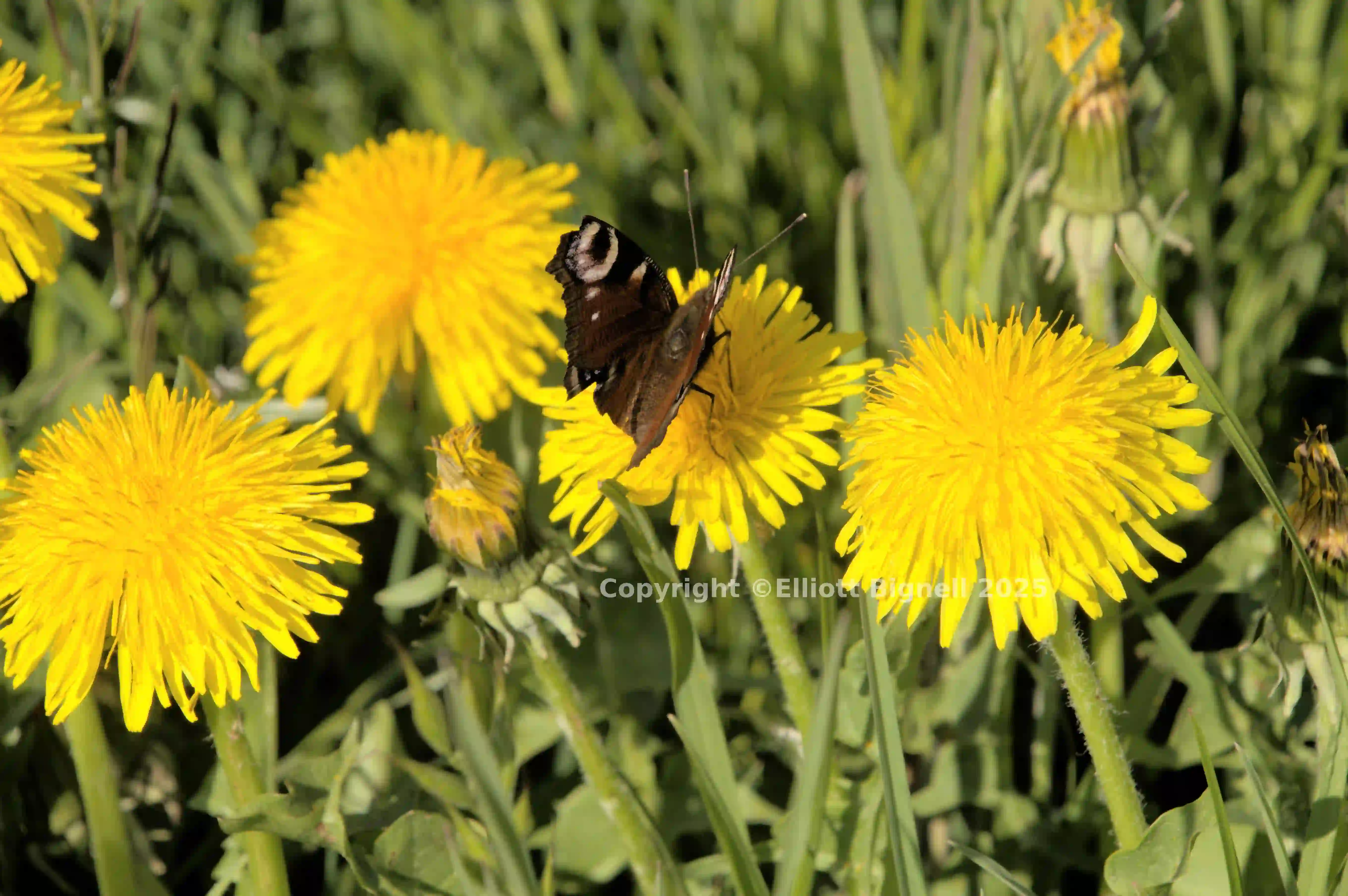 dse_000739.jpg