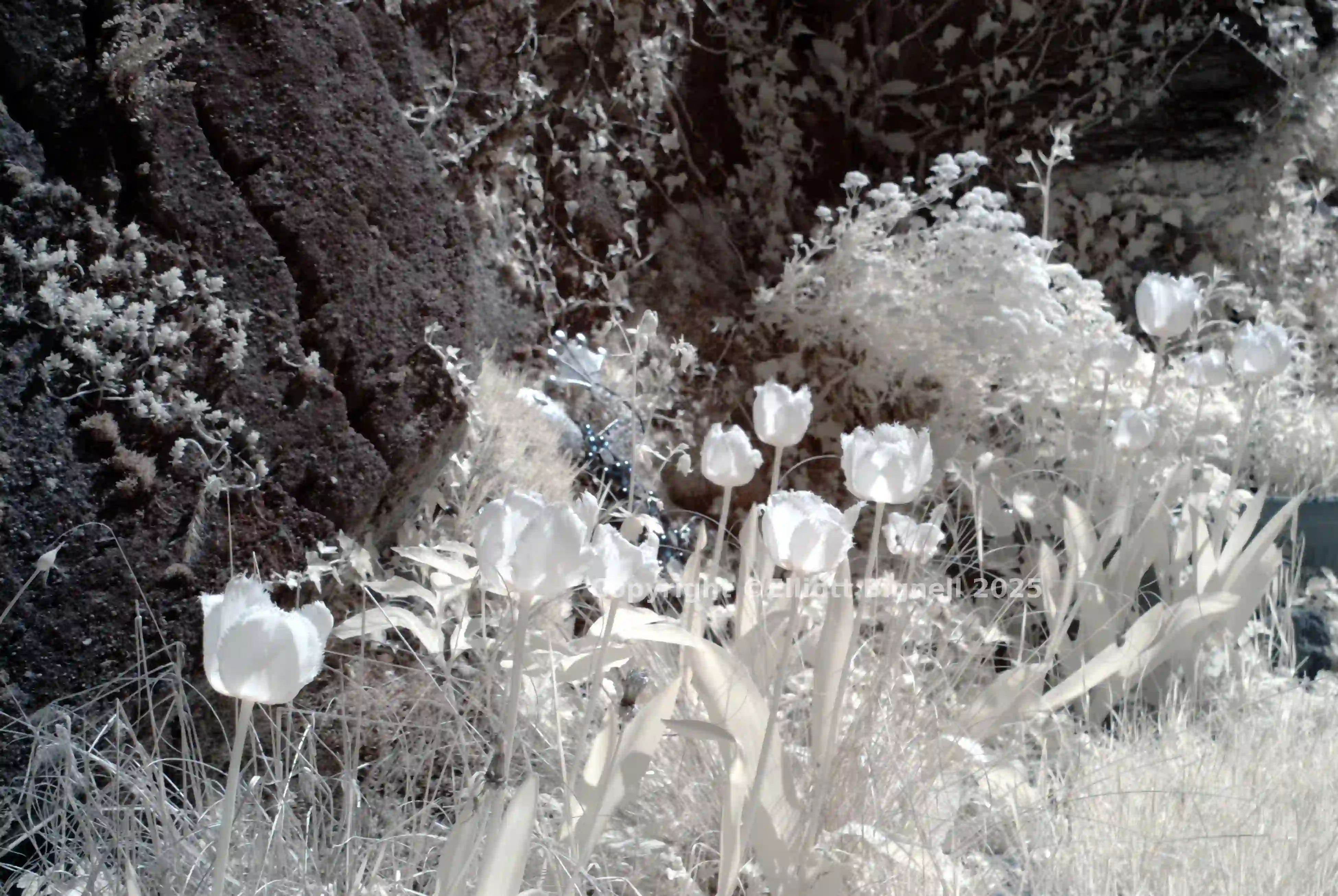 ir_29464.jpg