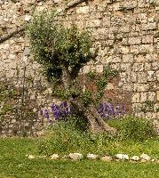 Olive tree in Brescia, Lombardy, brescia