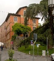Cedro dell'Atlante in Brescia, Lombardy, brescia