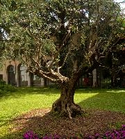 Olive tree in hotel garden, Brescia in Lombardy, brescia
