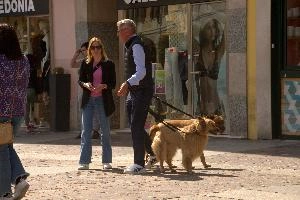 Doggies in Brescia, Lombardy, brescia