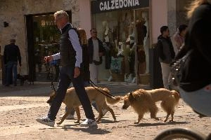 Doggies in Brescia, Lombardy, brescia