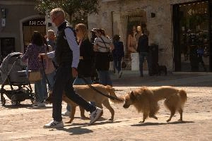 Doggies in Brescia, Lombardy, brescia