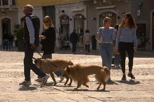 Doggies in Brescia, Lombardy, brescia