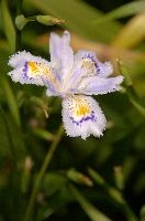 Iris in town gardens of Brescia in Lombardy, brescia