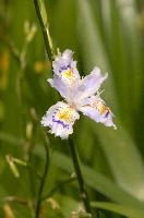 Iris in town gardens of Brescia in Lombardy, brescia