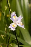 Iris in town gardens of Brescia in Lombardy, brescia