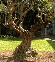 Olive tree in hotel courtyard in Brescia, Lombardy, brescia