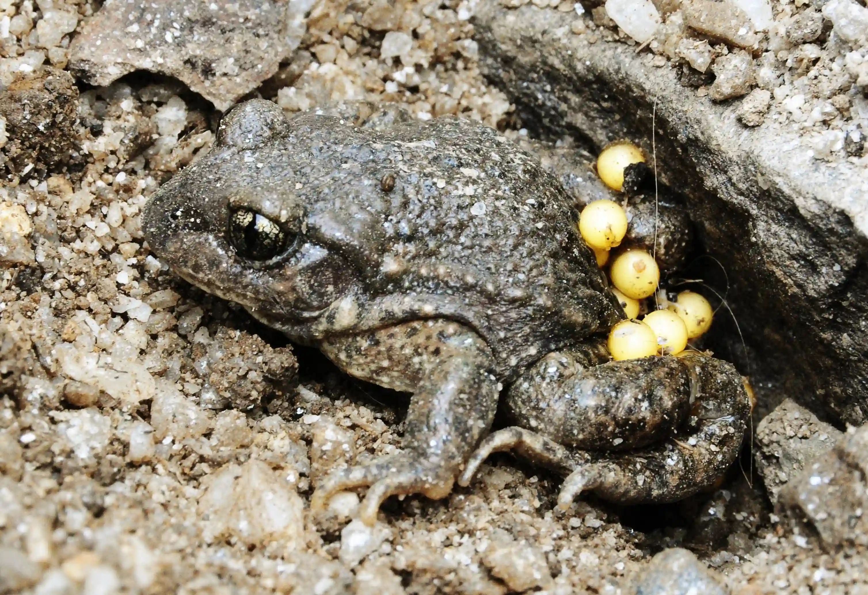                                     , breton, animal, alytes, wildlife, garden, callac, eggs, bretagne, yellow, france, wild, obstetricans, reproduction, french, breeding, gestating, brittany, eyes, midwife, warty, stones, damp, carrying, gravel, vertebrate, la chapelle-neuve, amphibian, toad, floor, ground