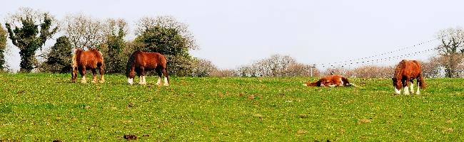 Breton shire horses in meadow near Callac, pasture, meadow, field, heavy, french, shire, breton, equine, outdoors, burden, rural, beast, brittany, horses, bretagne, animals, france, grazing