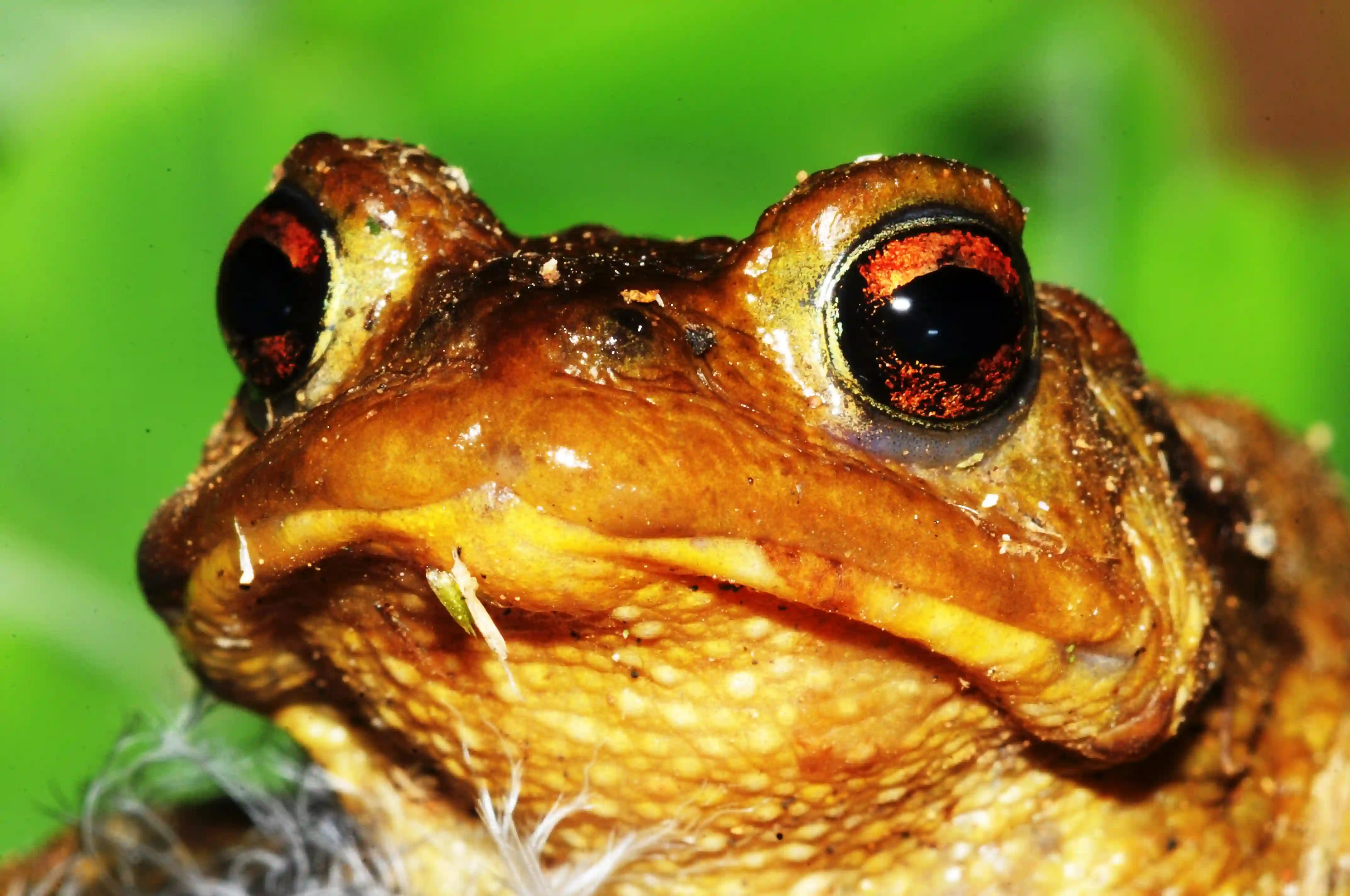 Common Toad (Bufo bufo) in Bretagne,  common toad in breton garden