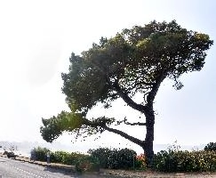 Pine Tree on Breton coast, europe, france, brittany, tregastel, pine, coast, tree