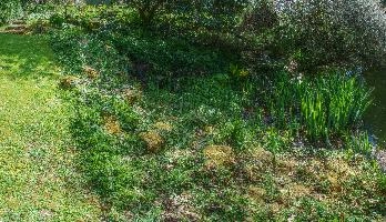 Bog-garden in informal grounds of British retirement home in rural Brittany, nature, informal, wetland, marsh, garden, bretagne, water, breton, bog, brittany, green, french, overgrown, france, damp