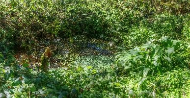 Bog-garden in informal grounds of British retirement home in rural Brittany, nature, informal, wetland, marsh, garden, bretagne, water, breton, bog, brittany, green, french, overgrown, france, damp