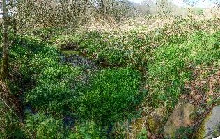 Bog-garden in informal grounds of British retirement home in rural Brittany, nature, informal, wetland, marsh, garden, bretagne, water, breton, bog, brittany, green, french, overgrown, france, damp