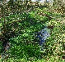 Bog-garden in informal grounds of British retirement home in rural Brittany, nature, informal, wetland, marsh, garden, bretagne, water, breton, bog, brittany, green, french, overgrown, france, damp
