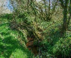Bog-garden in informal grounds of British retirement home in rural Brittany, nature, informal, wetland, marsh, garden, bretagne, water, breton, bog, brittany, green, french, overgrown, france, damp