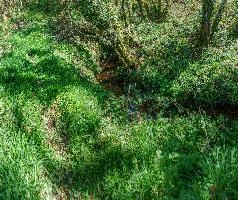 Bog-garden in informal grounds of British retirement home in rural Brittany, nature, informal, wetland, marsh, garden, bretagne, water, breton, bog, brittany, green, french, overgrown, france, damp