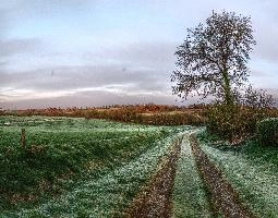 Breton countryside in evening light, La Chapelle-Neuve, rosy, pasture, sky, field, dusk, grass, evening, meadow, trees, grazing, meadows, bocage, fields, countryside, bretagne, rural, brittany, agriculture, remote, france, sunset, path