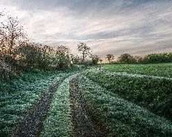 Breton countryside in evening light, La Chapelle-Neuve, rosy, pasture, sky, field, dusk, grass, evening, meadow, trees, grazing, meadows, bocage, fields, countryside, bretagne, rural, brittany, agriculture, remote, france, sunset, path