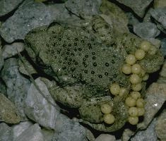 Midwife toad (Alytes obstetricans) carrying eggs in Brittany, France, alytes, amphibian, animal, brittany, callac, eggs, europe, france, male, midwife, obstetricans, reproduction, restougouin, spawn, toad