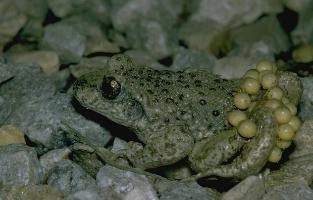 Midwife toad (Alytes obstetricans) carrying eggs in Brittany, FranceMidwife toad (Alytes obstetricans) carrying eggs in Brittany, France, alytes, amphibian, animal, brittany, callac, eggs, europe, france, male, midwife, obstetricans, reproduction, restougouin, spawn, toad