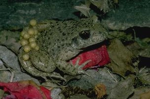 Midwife toad (Alytes obstetricans) carrying eggs in Brittany, France, europe, france, brittany, restougouin, callac, toad, midwife, eggs, male, amphibian, animal, alytes, obstetricans, reproduction, spawn