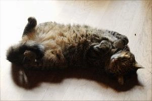 Tabby cat o nits back playing cute, cats