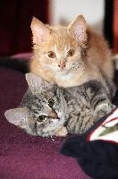 Belis and Gandhi playing, null