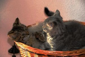 Gandhi and Tietz playing, null