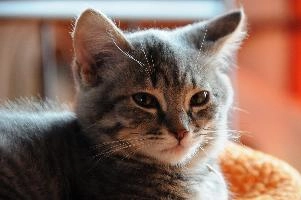 Grey tabby kitten in portrait, null