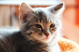 Grey tabby kitten in portrait, null