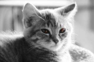 Grey tabby kitten in portrait, null