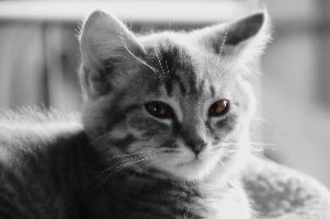 Grey tabby kitten in portrait, null