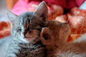 Gandhi and Belis cuddling, null