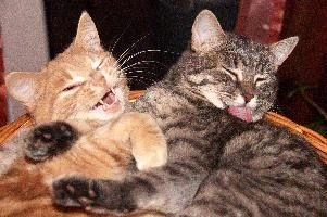 Belis and Gandhi, two kittens, cats
