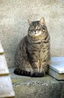 Gandhi, tabby, alps, swiss, walenstadt, beautiful, gandhi, predator, cat, mountains, berschis, hunter, grey, striped, garden, feline, fat, cute, alpine, switzerland, cottage, village, fluffy, furry
