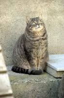 Gandhi, cat, alps, swiss, gandhi, beautiful, grey, predator, berschis, mountains, walenstadt, hunter, tabby, striped, garden, feline, fat, cute, alpine, switzerland, cottage, village, fluffy, furry
