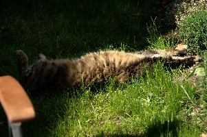 Surrender, cat, lawn, village, switzerland, furry, tietz, tummy, berschis, cottage, walenstadt, pet, tabby, belly, queen, submissive, lying, cute, fluffy, garden, swiss, feline, animal, relaxed, stretching