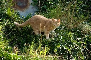 Belis, tom, mountains, outdoors, switzerland, garden, alps, ginger, daylight, cat, domestic, belis, tabby, mammal, fluffy, pet, swiss, alpine, berschis, walenstadt, animal, furry